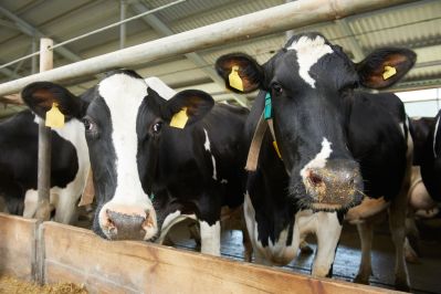 Спасите стадо в морозы: Энергетическая батарейка для коров и телят!