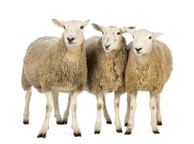 В Кузбассе хотят удвоить поголовье овец
