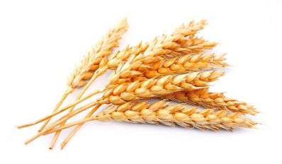 Обзор зернового рынка с 26 декабря по 2 января 2015 года: экспорт подорожает, но как долго будут снижаться внутренние цены на зерно в России?