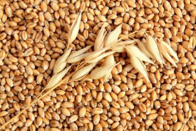 Рынок зерна в Казахстане тормознули каникулы. Российские…