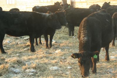 Технология мясного скотоводства – основа ведения отрасли