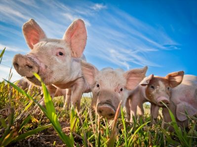 Свиноводство: новые технологии промышленного производства