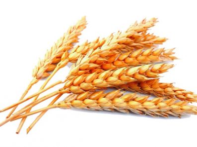 Минсельхоз определил закупочные цены на зерно для интервенций урожая 2015 года