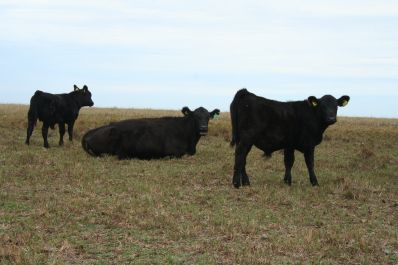 Мясное скотоводство: стратегия освоения земель