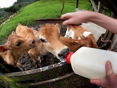 Объем производства молока в России увеличился на 0,9%