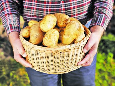 На Южном Урале создадут лабораторию семеноводства картофеля