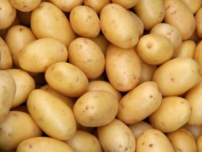 Нижегородские фермеры выращивают картофель в пробирке