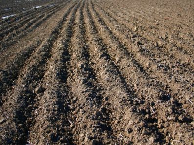 В Самарской области из-за засухи спишут 184 тыс. га посевов