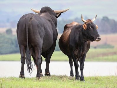 В Костанайской области состоится первый международный аукцион племенного скота