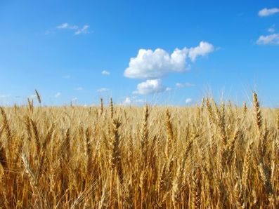 В Татарстане просушивают зерно на корню