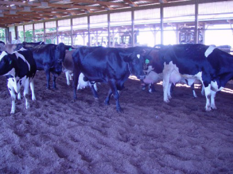 В Курганской области снижается поголовье молочного стада