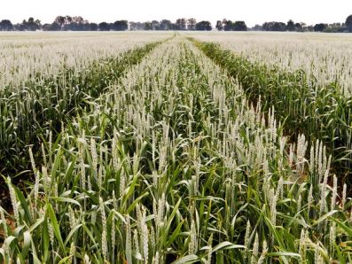 Влияние подкормок на урожайность озимой пшеницы в полевом опыте ЦТЗ РГАУ-МСХ имени К.А.Тимирязева