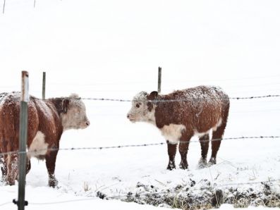 Технология содержания мясного скота: зимние системы