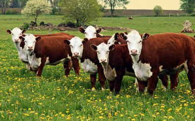 Линейный рост различных типов откармливаемых бычков герефордской породы