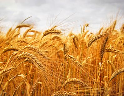 Наш ответ северу. На фоне рекордно низкого экспорта пшеницы из России в июле Казахстан прибавил 35% к прошлому году