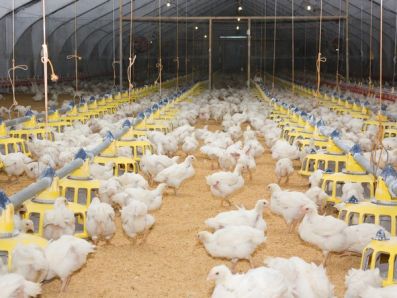 В Тюменской области птицефабрика вдвое увеличит производство