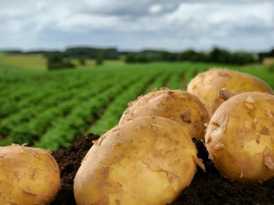 На Алтае фермер увеличил производство картофеля в 4 раза