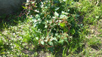 Повилика хмелевидная –  опасный цветковый паразит для культурных растений