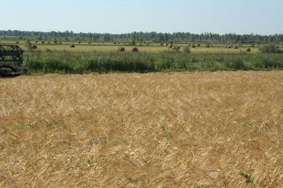 Пензенская область - лидер Приволжья по урожайности зерновых и зернобобовых культур