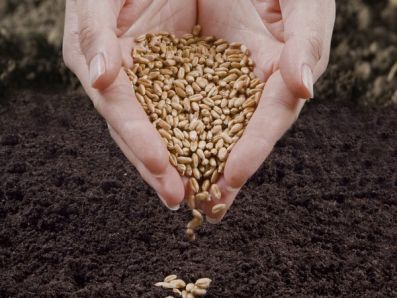 В Новосибирской области собран второй миллион тонн зерна