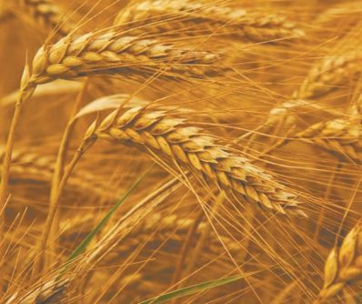 Снижение внутренних цен российской пшеницы – вопрос времени