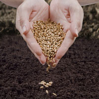 Послеуборочная обработка и хранение семян подсолнечника