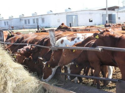 Способ профилактики послеродовых заболеваний коров с помощью озонированных материалов
