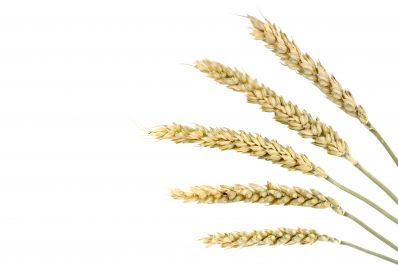 Целесообразность применения биопрепаратов и фунгицидов в посевах яровой пшеницы