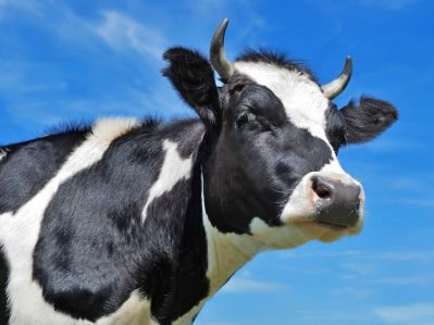 Линейная оценка типа молочных коров
