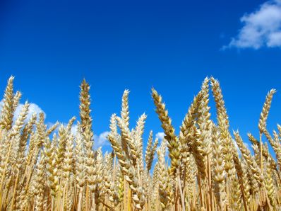 Урожай зерновых в России превысит прогнозный объем