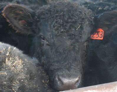В Республике Башкортостан морозы не сказались на продуктивности скота