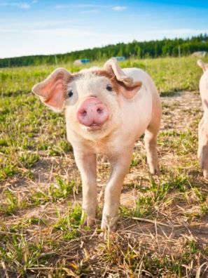 В Ульяновской области через год построят мощный свинокомплекс