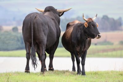 Оценки быков мясных пород, EPD