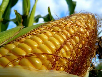 Селекция кукурузы в Урало-Сибирском регионе: направления и тенденции
