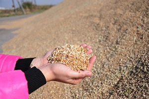 Северо-Казахстанские аграрии предпочитают российские сорта пшеницы