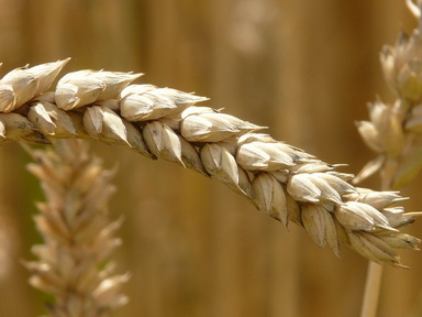 Минсельхоз рассчитывает получить «главное зерно» в Сибири и на Дальнем Востоке