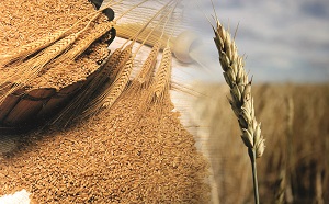 Значение термовлагопроводности для сохранности зерна