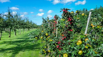 На юге Казахстана итальянская компания построит питомник фруктовых деревьев