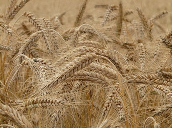 Минсельхоз разрабатывает программу развития зерновой индустрии