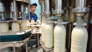 В Омской области выросли объемы молока