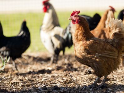 В Марий Эл производство мяса птицы в сельхозорганизациях выросло в 15,5 раза за 10 лет