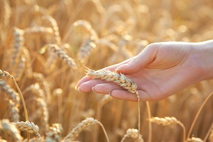 Надёжность получения качественного зерна при разных технологиях возделывания пшеницы