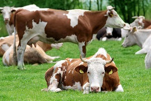 Пробиотики в молочном животноводстве