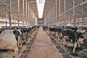 Малые молочно-товарные фермы: условия успешной работы