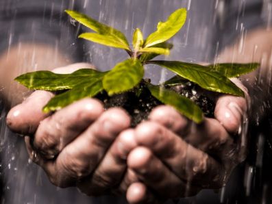 Карантин растений: сельское хозяйство под защитой