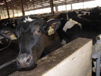 В племенном молочном скотоводстве Прикамья увеличено поголовье коров