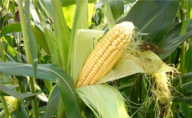 Зерно кукурузы: особенности хранения