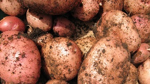 Казахстан: Запрет на картошку?