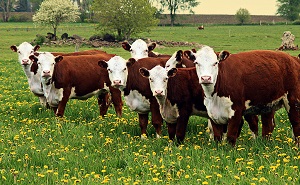 Динамика продуктивности казахского белоголового скота