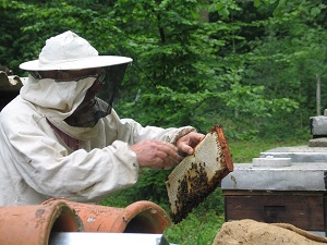 Предприниматели-пчеловоды Казахстана не согласны со ставкой платы за лесные пользования